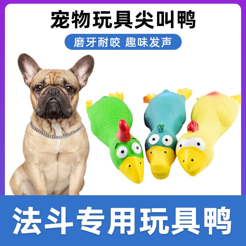 Luta francesa dedicada gritando frango brinquedo frango gritando estranho gritando luta frango cão gritando frango mordi