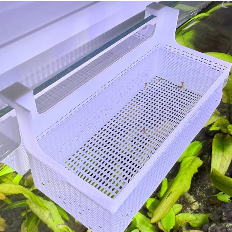 Criadeira e Isolamento para Aquário - Box Anti-Fuga com Micro Furos (Vidro até 5mm)