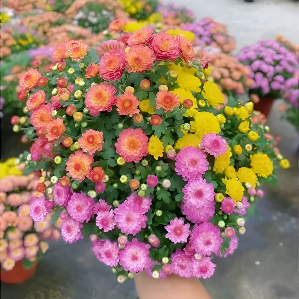 Horta Caseira Fácil Cultivo 30 Sementes De Crisântemo De Cores Sortidas Para Jardim Envio Rápido Pronta Entrega ideal pa