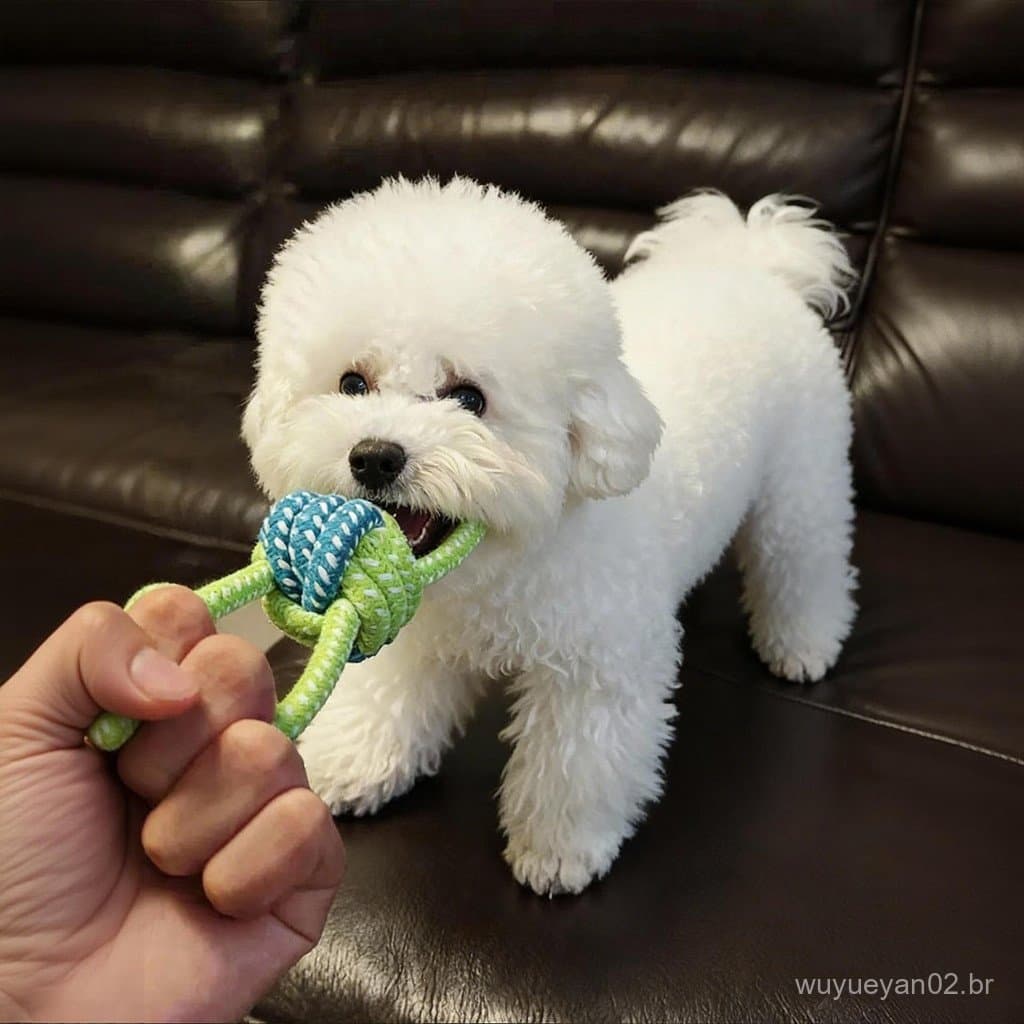 Brinquedos para cães Combinação de nó resistente à mordida Bastão Molar para cães pequenos Interativo Tug-of-War Auto-Ha