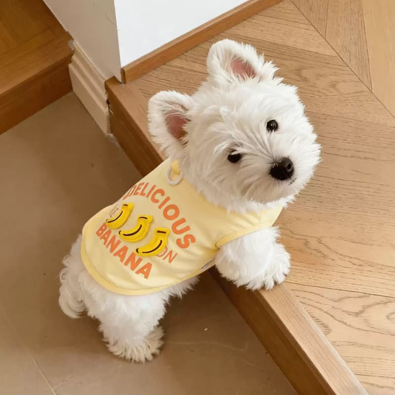 West Highland White Terrier Roupas Especiais Cão Schnauzer Colete Tração Estilo Fino Verão Verão Pequenos Filhotes de Ca