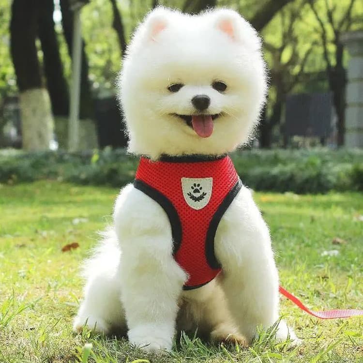 Coleira com guia para cães, corrente para cães, guia tipo colete para cães pequenos como Teddy e Bichon, artigos para an