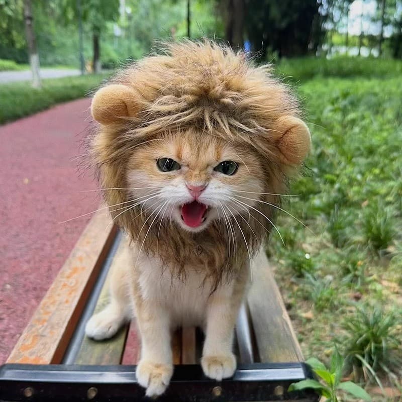 Gato leão cocar Pet filhote de cachorro engraçado chapelaria bonito urso Cross-Dressing chapéu pequeno cão acessórios de