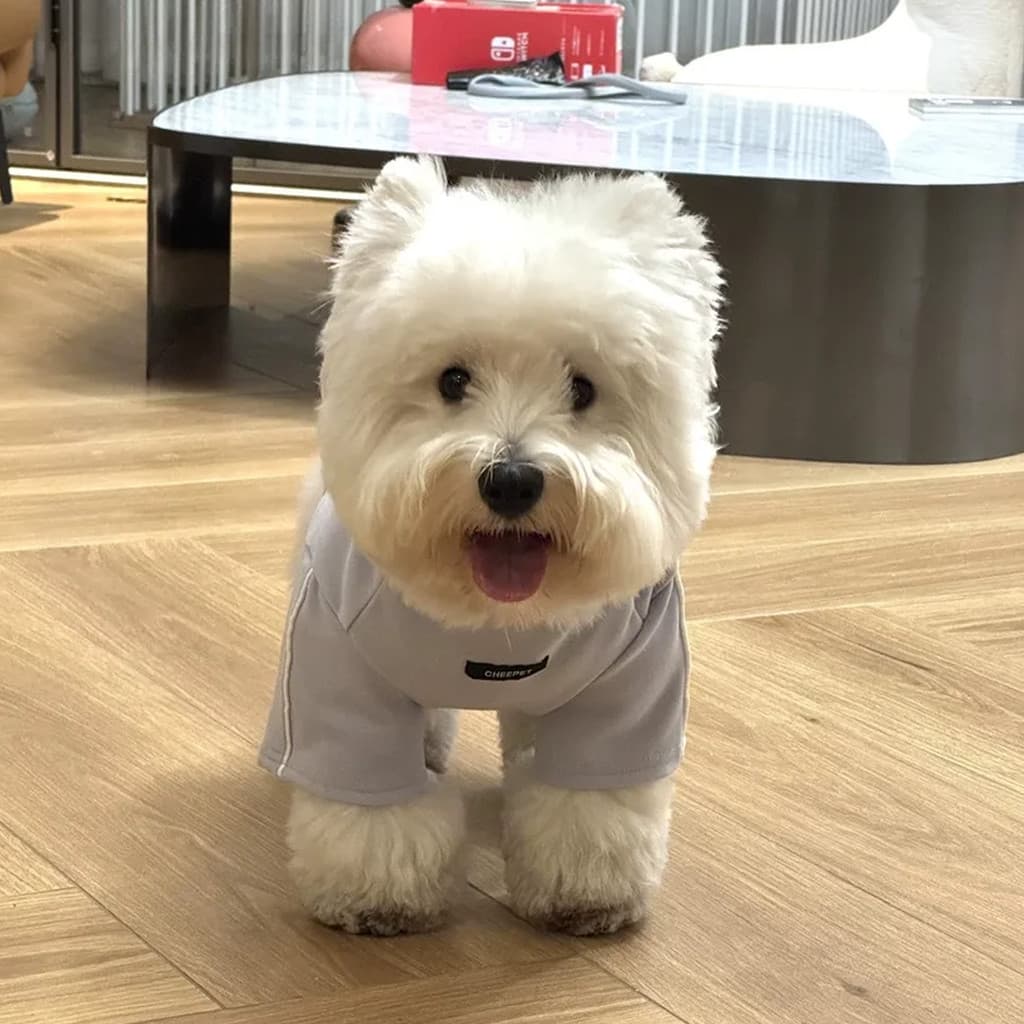 West Highland branco Terrier roupas especiais cão camisa de fundo Schnauzer roupas de duas pernas outono inverno roupas