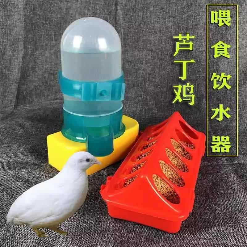 Alimentador de papagaio Luding frango automático chaleira de alimentação de água pombo bebedor guia de água caixa de com