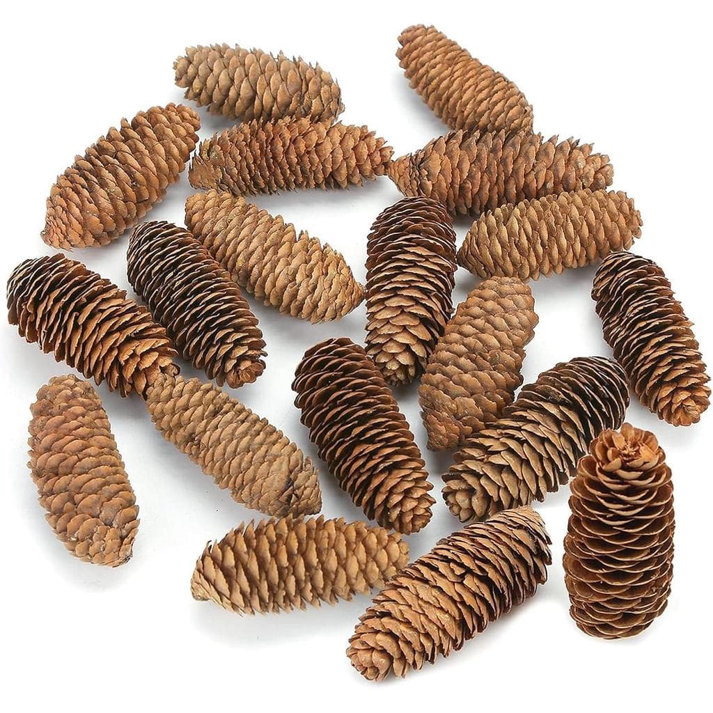 JOHOUSE 18 Peças de Grandes Pinhas de Abeto, Pinhas Naturais Grandes para Decoração de Natal e Outono/Inverno, Enchiment