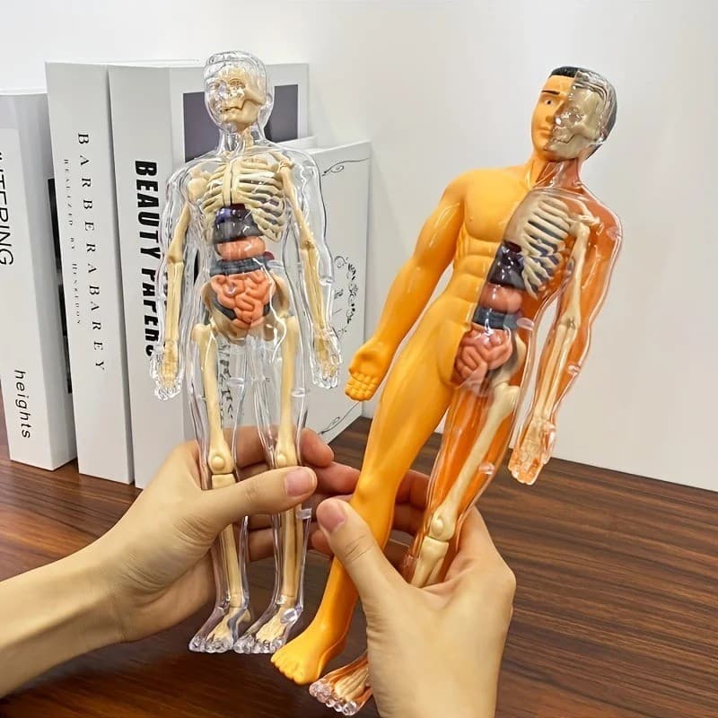 Ferramentas De Aprendizagem Corporal Brinquedo Cognitivo Infantil Modelo De Anatomia Humana Manequim 3D Esqueleto Órgão
