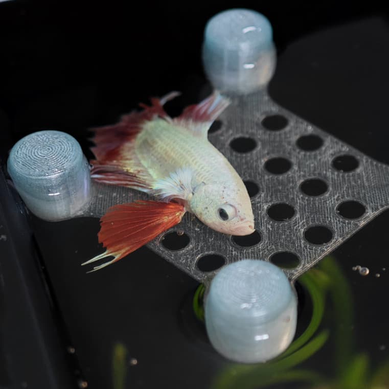 Kit Cama Flutuante Para Peixe Betta Toca Esconderijo Aquário