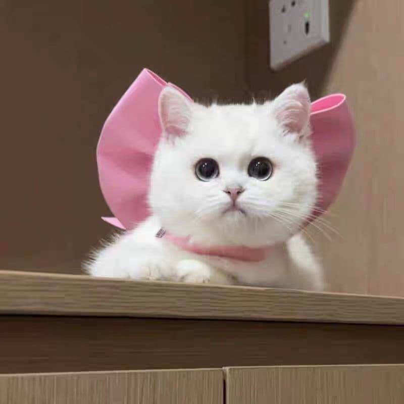 Coleira para Gato Marie com Laço, Decoração de Colar Gato, Coleira para Bichon Frise e Cães Pequenos, Coleira para