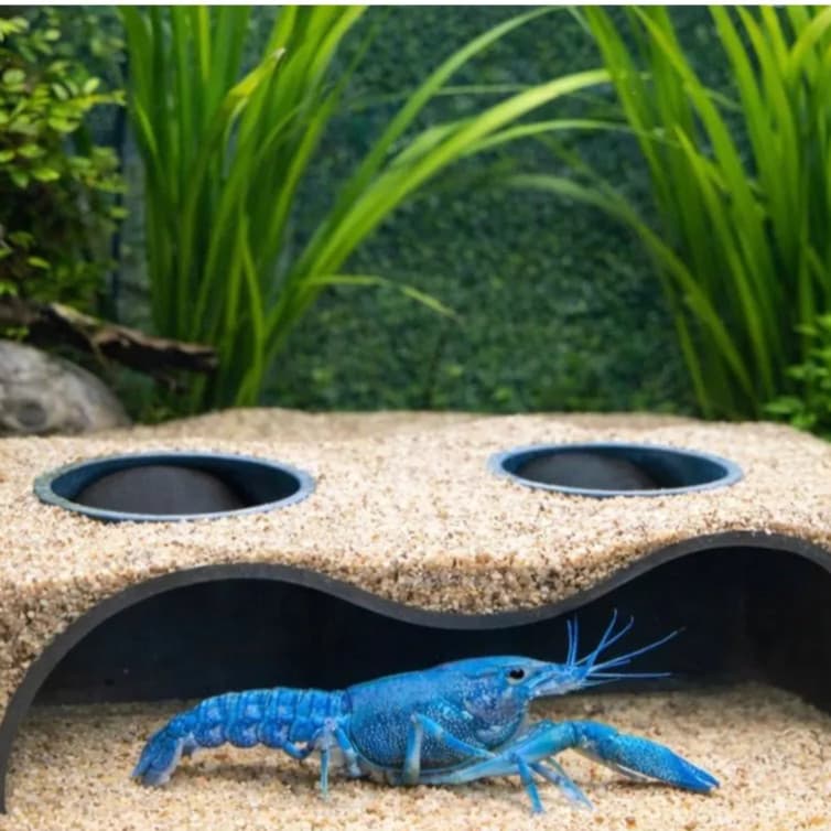 Caverna Toca para Aquário – Toca para Peixes Pequenos Betta e Camarão | Multiplos Tamanhos