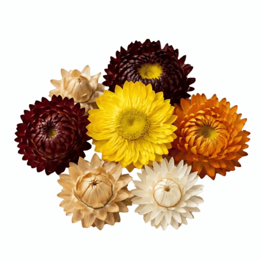 Cultivo Caseiro Kit 30 Crisântemos Desidratados Sortidos | Flores Secas Naturais para Decoração  para horta caseira
