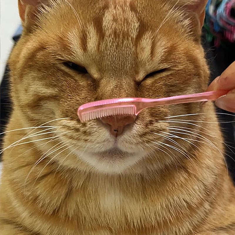 [Pente de nariz de gato] Pente de massagem para gatos, pente de massagem para levantar gatos, descompressão interativa,