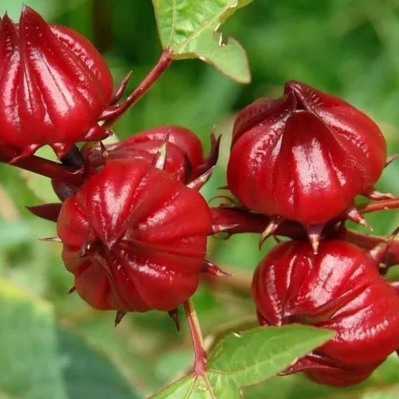 Sementes de Hibisco Roselle (Vinagreira) 200 ou 500 unidades/pacote para Plantio Jardim Horta Flor Vermelha