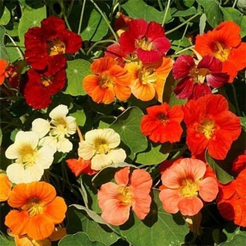 Cultivo Caseiro 30 Sementes de Capuchinha Sortida  Flor Comestível Colorida p/ Jardim e Horta Fácil P para horta caseira