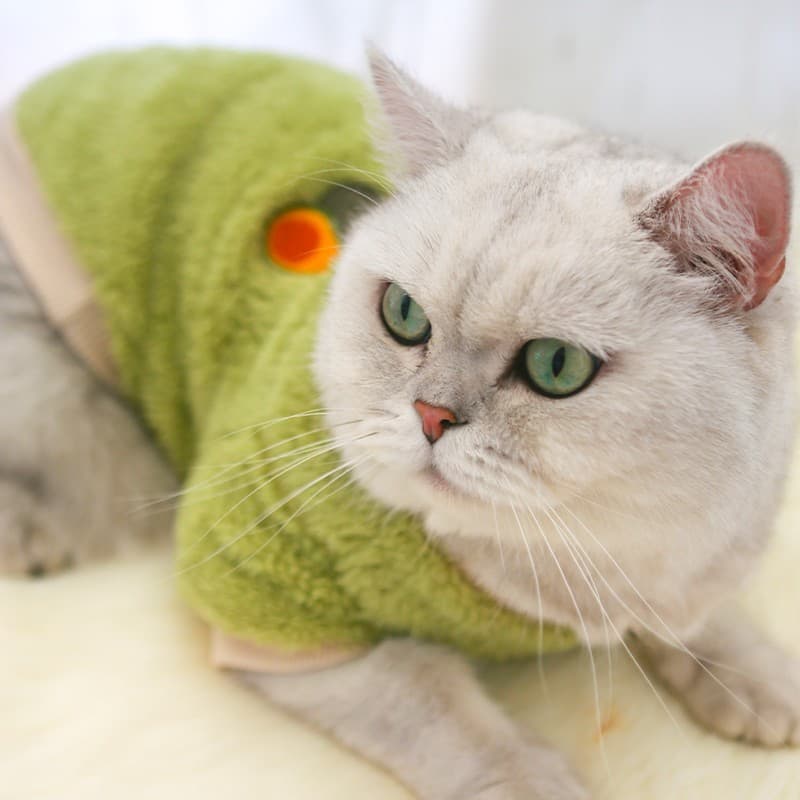 Gato dedicado roupas pequenas outono inverno bonito Anti-lint gato gatinho inglês curto Muppet gato Pet camisola roupas