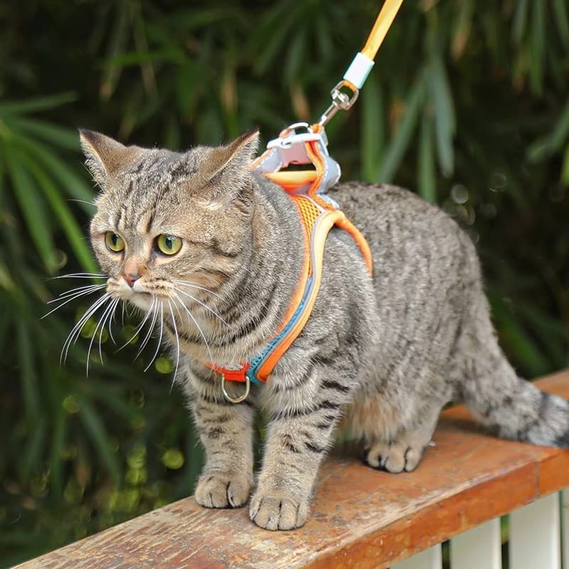 Coleira especial para gatos, coleira para gatos, prevenção de coleira para gatos, cães pequenos, cinta peitoral, corda,