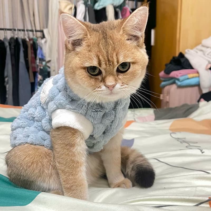 Roupas de gato outono inverno estilo Anti-fiapos fiapos colete quente ouro gradiente inglês curto Muppet casaco de algod