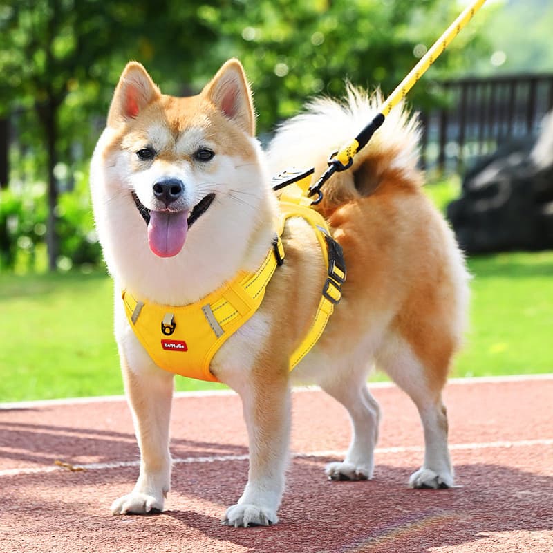 Cão andando trela do cão verão respirável coleira de cão grande à prova de explosão perfuração cinta do cão peito volta