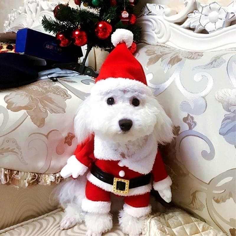 Fantasia De Papai Noel Para Animal De Estimação Cachorro Transformação Divertido Tridimensional Para Inverno