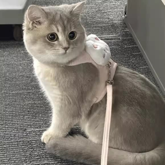 Corda de tração para gatos, anti-quebra, colete dedicado, estilo anti-perda, alça em forma de I, caminhada, gatos, cães,
