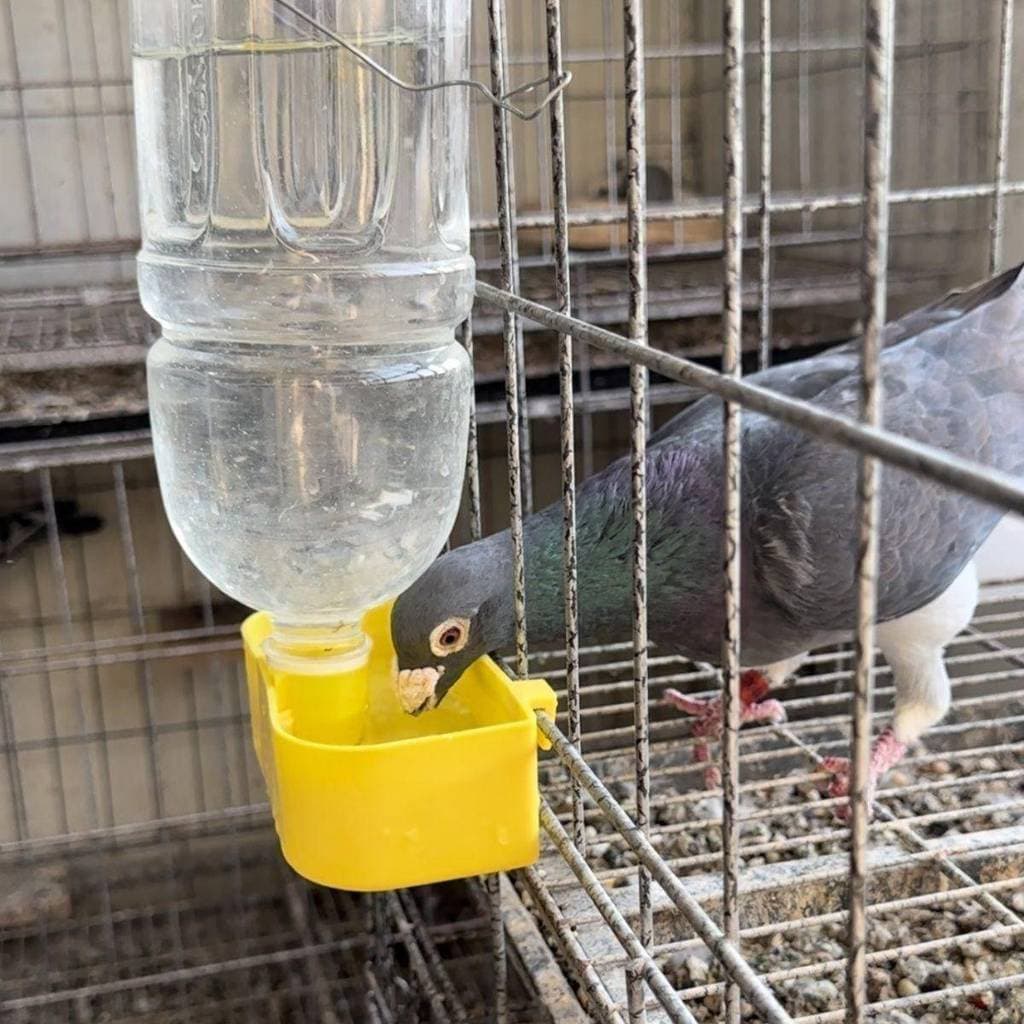 Papagaio pombo pássaro água potável caixa de comida pombo gaiola pombo gaiola pendurado caixa de bebida garrafa de repro