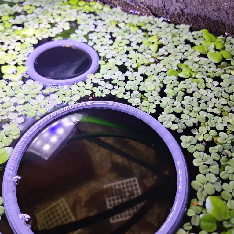 Kit com 3 Anéis Flutuantes – Separador de Plantas e Anel de Alimentação para Aquários Aquarismo Decoração