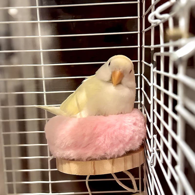 Ninho de pássaro ninho de papagaio pintinho ninho de dormir ninho de pássaro peônia pequeno sol cama de dormir gaiola pa