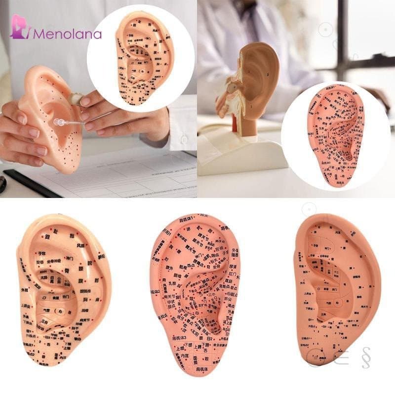 Modelo de Acupuntura Auricular Menolana, Modelo de Pontos de Acupuntura Auricular, Display de Aprendizagem de Reflexolog
