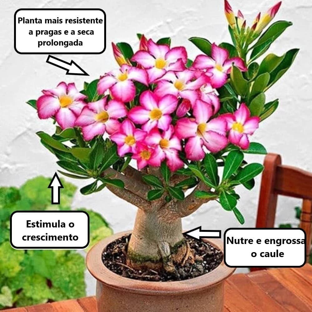 Adubo e fertilizante Para Rosa do Deserto Premium AgroMaxx