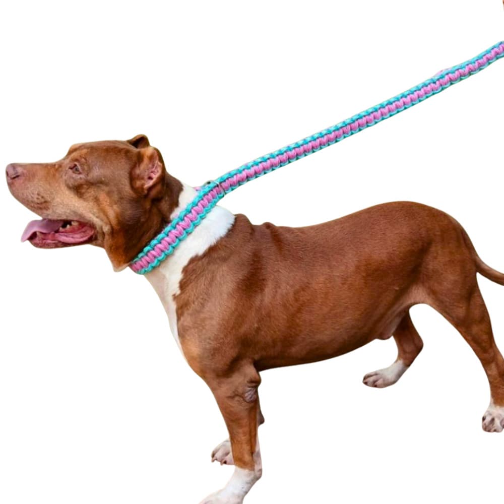Coleira para cachorro grande porte resistente