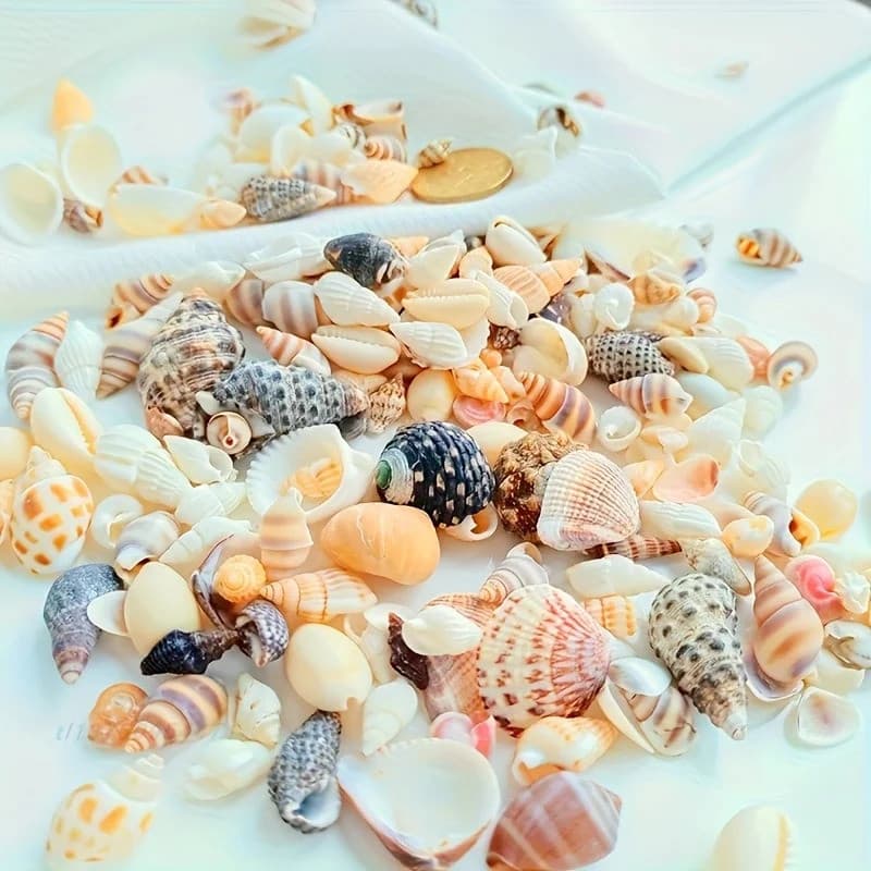 77g 1-4cm Concha Natural Mista Estrela Do Mar Aquário Tanque De Peixes Decoração Paisagismo