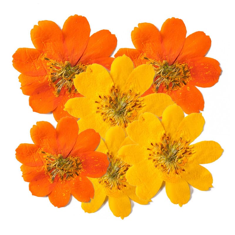 Enxofre crisântemo amostra flor seca em relevo pacote de Material DIY caso de telefone epóxi vela perfumada Manicure fot