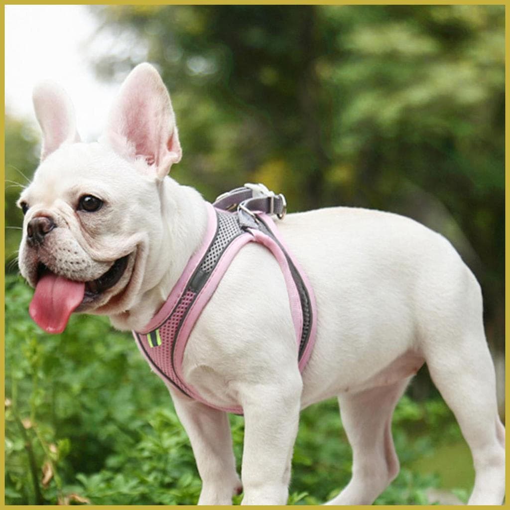 Colete Para Cachorro , Arnês Reflexivo Caminhada Noturna , Roupa Animais De Estimação Todos Os Climas , Respirável , gel