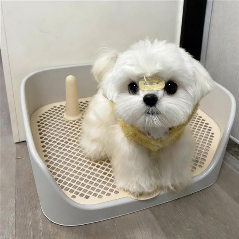 Cão de estimação toalete pequeno tamanho médio cão Bichon Teddy especial Anti-piso merda ponto fixo toalete ferramenta ú