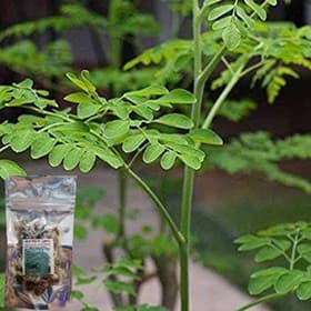 500 Sementes de Moringa Oleifera Premium Para Plantio | Árvore Moringa | Germinação Alta | Jardim/Horta