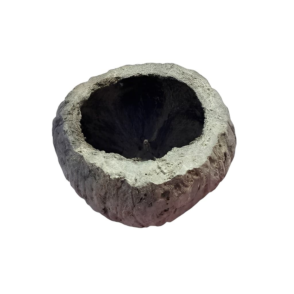 Casca De Castanha Toca Natural Para Répteis