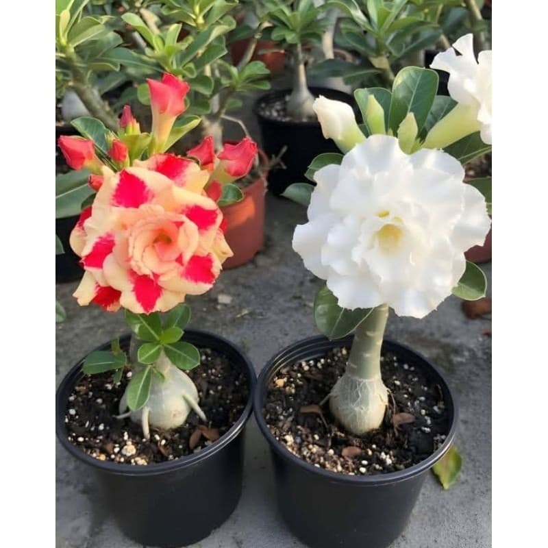 conjunto rosas do deserto branca e mista germinação garantida