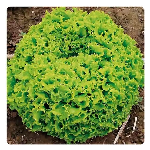 SEMENTES PREMUM DE ALFACE ITAPUA 401 CRESPA (1300 SEMENTES) P/ HORTA ALTA GERMINAÇÃO