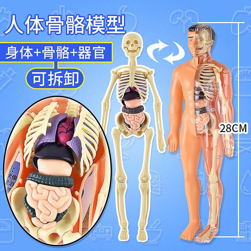 Montagem destacável modelo de corpo humano estrutura corpo inteiro osso órgão 3d esqueleto anatomia médica simulação bri