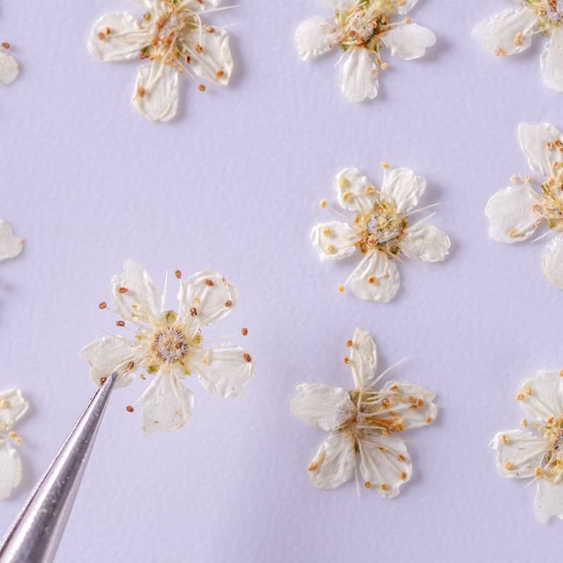 Fogo espinho flor decoração olho canto adesivo flor seca maquiagem menina foto pétala maquiagem fada maquiagem foto flor