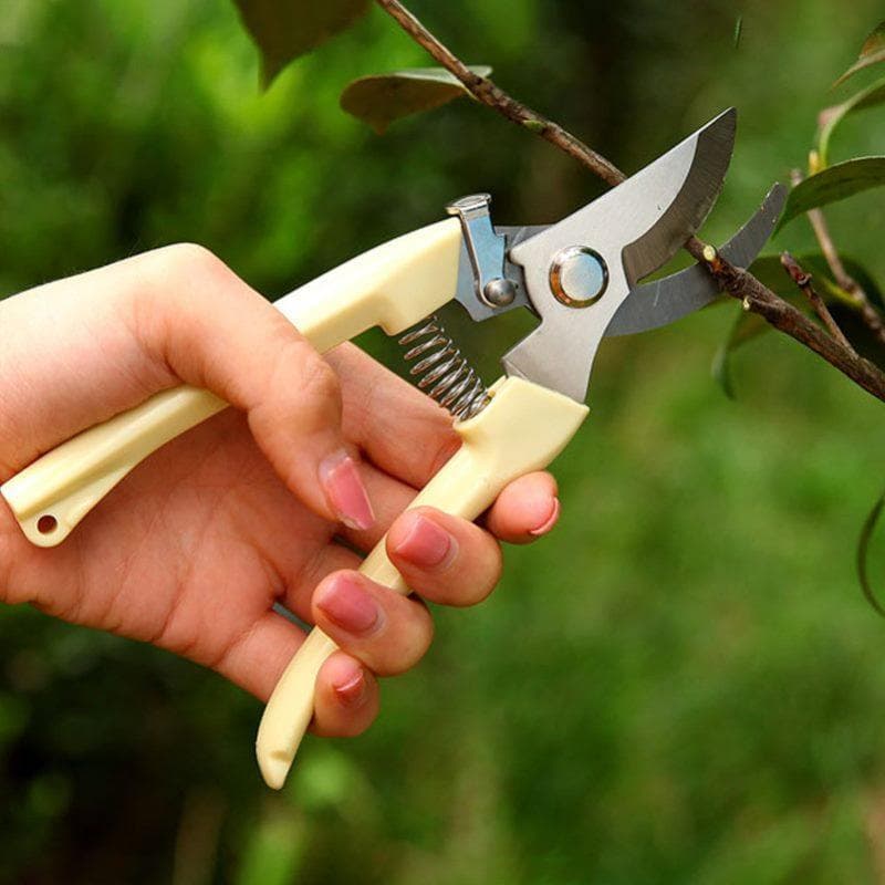 Tesouras de poda de árvores frutíferas Ferramenta útil Tesouras de flores Tesouras de poda Jardinagem Poda de jardim Tes