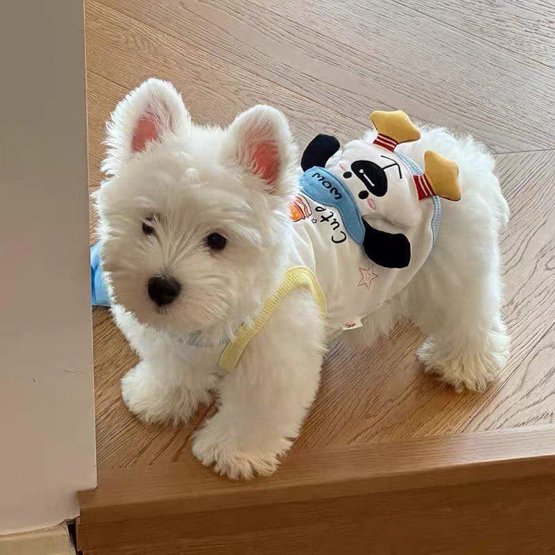 Roupas para cães filhote de cachorro Pet Bichon pequeno cão estilo fino verão colete roupas de gato 2026 novo estilo bon