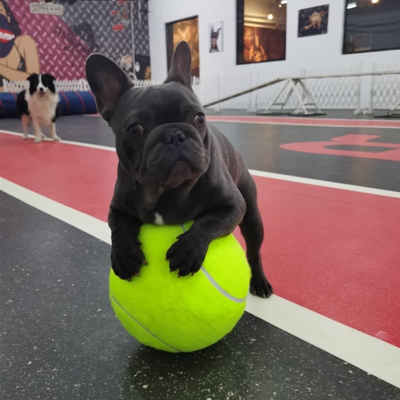 Cão de estimação grande tênis inflável grande bola de brinquedo dez vezes felicidade assinatura tênis Corgi Golden Retri