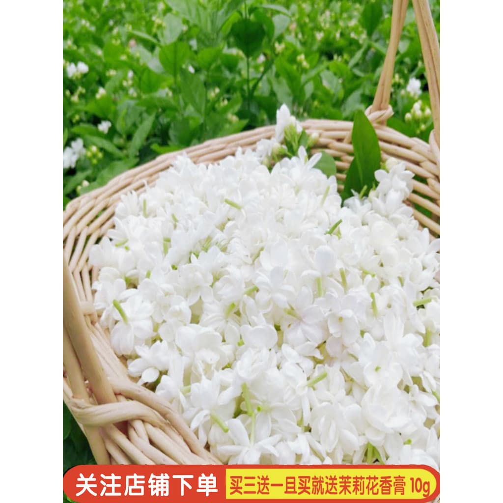 Jasmim fragrância bom cheiro jasmim célula essência líquida 520ml brilho hidratante cuidados com a pele linhas finas por