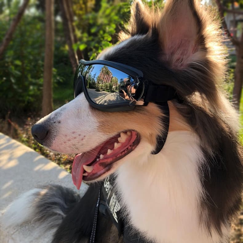 Puxar vento jogar legal óculos para animais de estimação cão óculos de sol à prova de vento médio grande cães à prova dw