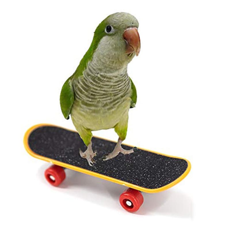 Estone 2 Pçs Pássaro Truque Brinquedos De Treinamento Mini Skate Papagaio Brinquedo Educação Para Jogar Pequenos Periqui