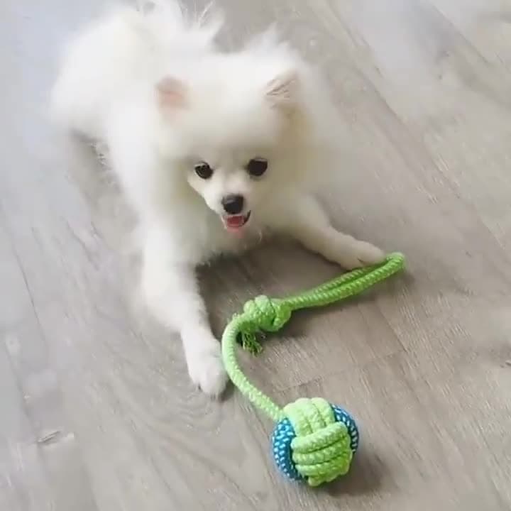 Cão Molar mordida-resistente algodão corda brinquedo pequeno médio tamanho cão brinquedo nó brinquedo Frisbee conjunto s