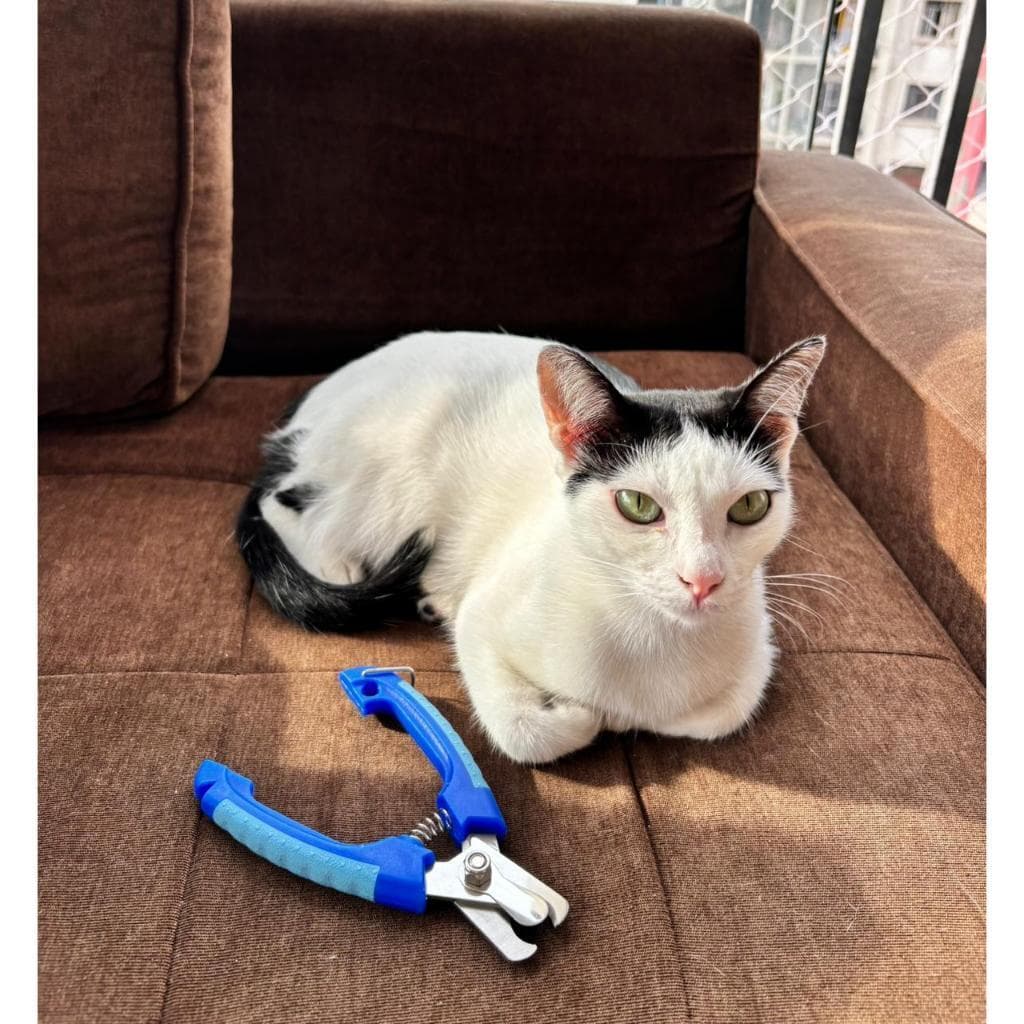 Alicate Cortador de Unha Pet Profissional Cães e Gatos Aço Inox com Limitador Segurança