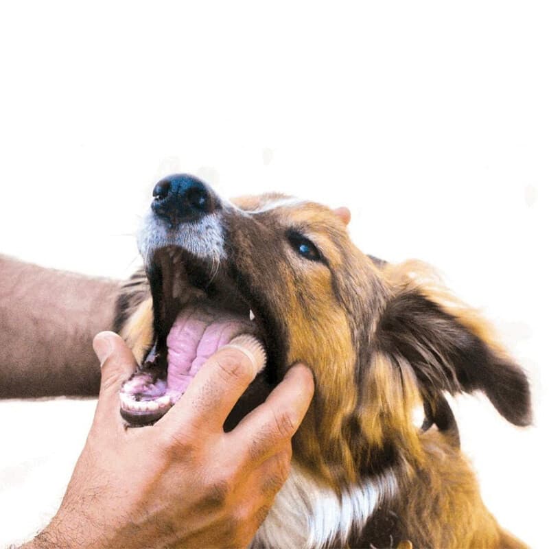 Escova de Dente de Dedo Para Cães e Gatos de Silicone Escova de Dente