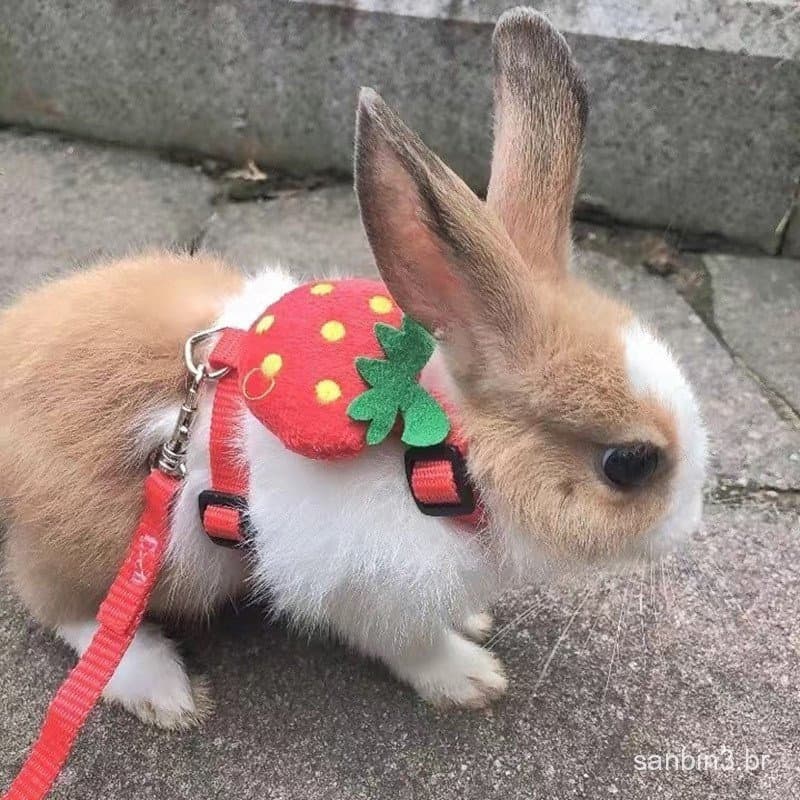 Arreios Para Pequenos Animais De Estimação E Trela Coelhos Fofos Chinchilla Guinea Pig mascotas Acessórios Suprimentos